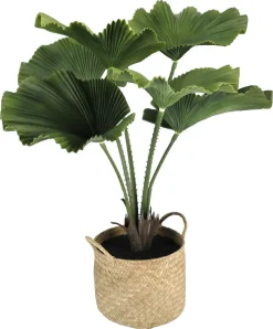 Konstväxt i kruka Licuala 70 cm