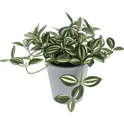 Konstväxt Tradescantia Skallerreva grön vit, 19 cm