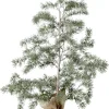 Lärkträd med fot omsluten av juteväv, 90 cm