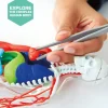 Mindblown Discovery Toy 3D-pussel skelett, från 8 år