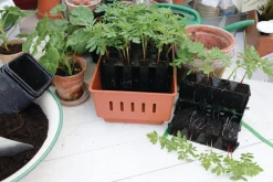 Minidrivhus Rootmaster, plats för minst 32 plantor
