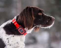 MiniFinder Rex hundpejl GPS tracker jakt, GSEMFR