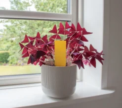 SafeTrap växtlimfälla mot insekter, 6-pack