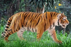 Schleich Wild Life tiger, från 3 år