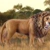 Schleich Wild Life lejon, från 3 år