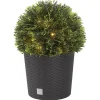 Tuja-boll 33 cm Northlight